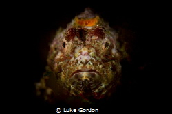 Scorpaenopsis macrochir portrait by Luke Gordon 
